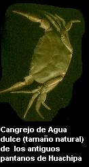 cangrejo de r�o